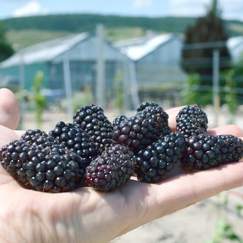 Brombeere 'Karaka Black'