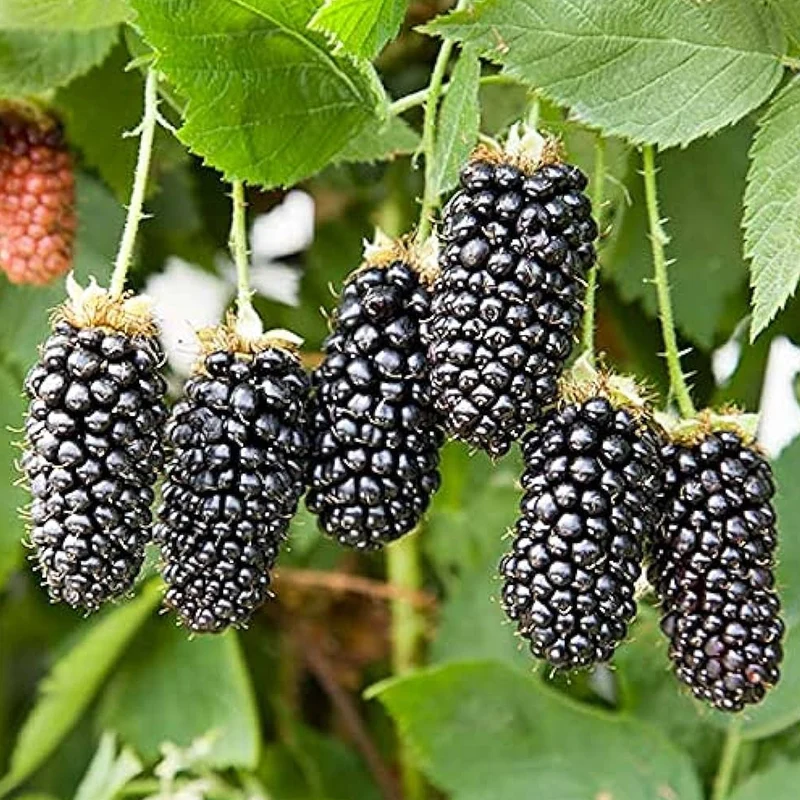 Brombeere 'Karaka Black'