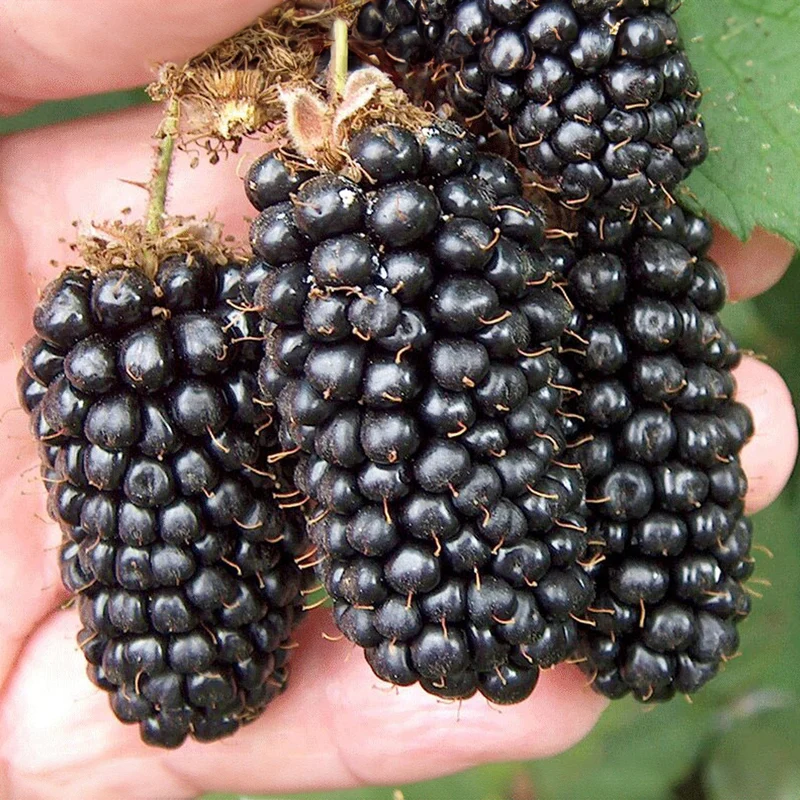 Brombeere 'Karaka Black'