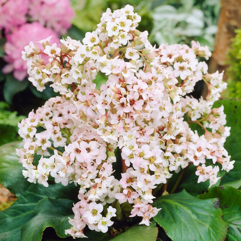 Bergenie 'Bressingham White'