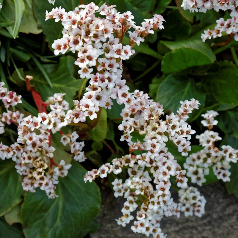 Bergenie 'Bressingham White'
