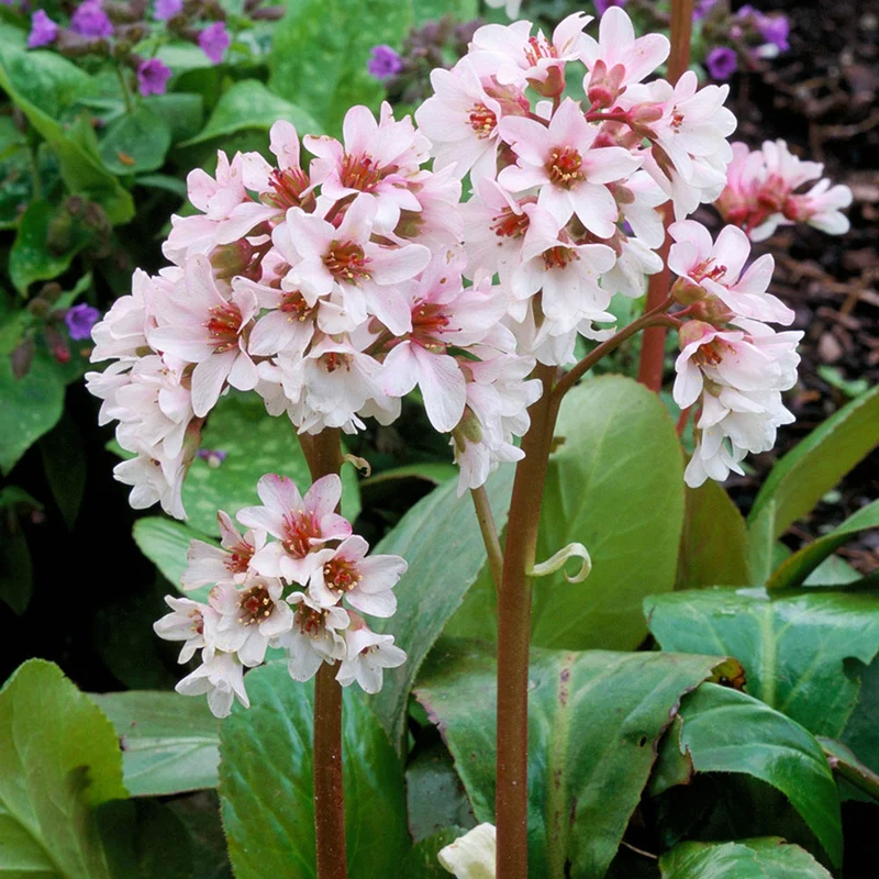 Bergenie 'Bressingham White'