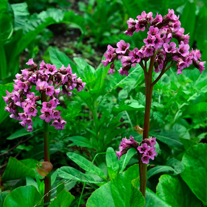 Bergenie 'Bressingham Ruby'