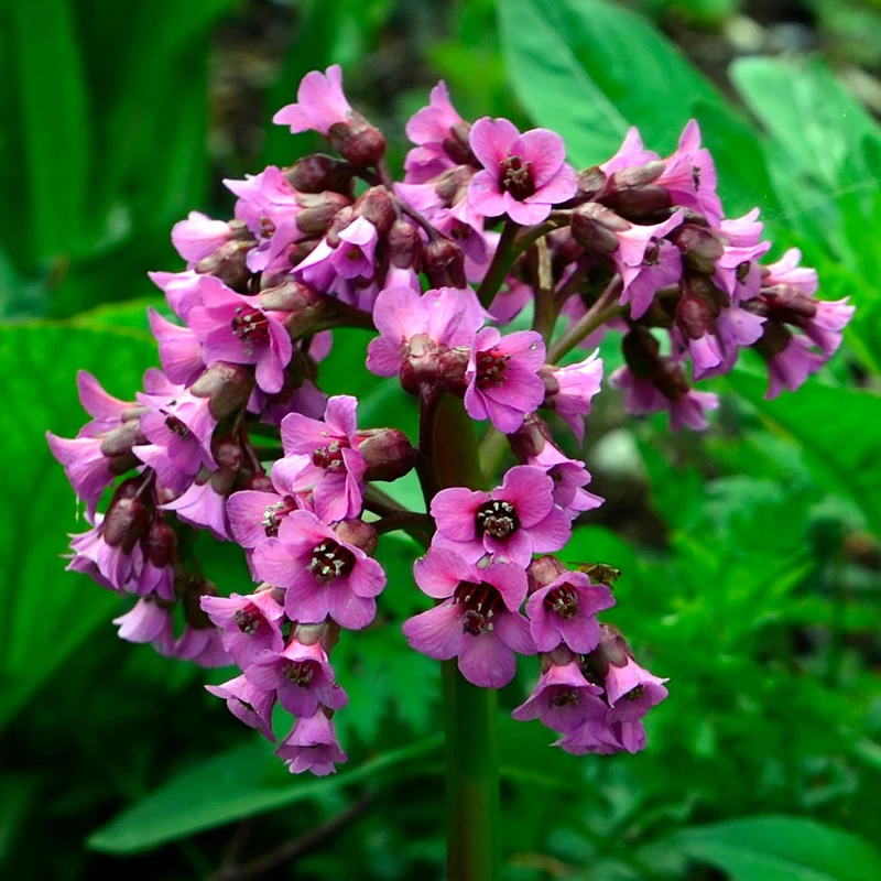 Bergenie 'Bressingham Ruby'