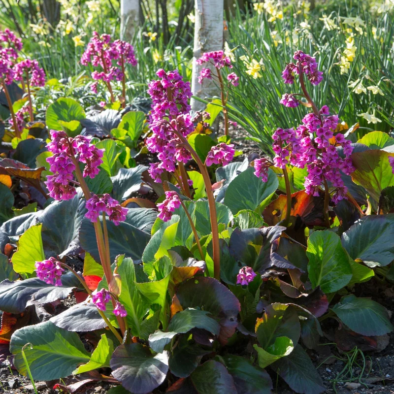 Bergenie 'Bressingham Ruby'
