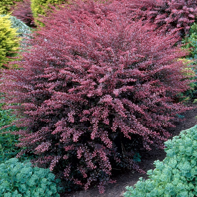Berberitze 'Rose Glow'