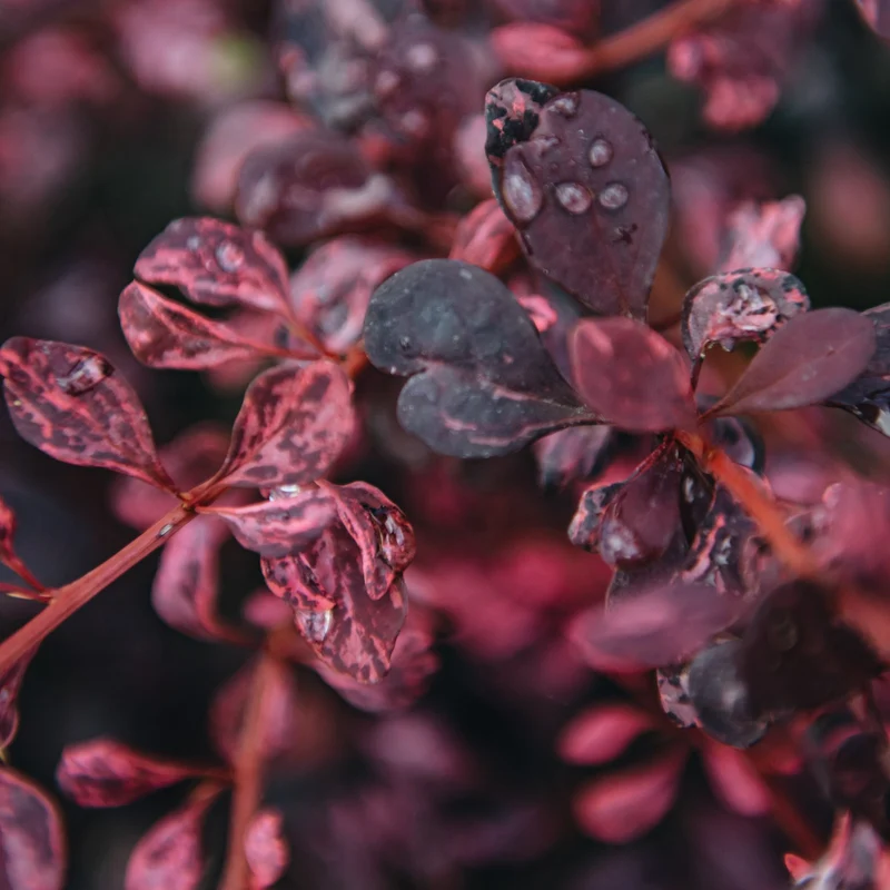 Berberitze 'Rose Glow'