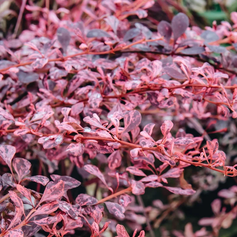 Berberitze 'Rose Glow'