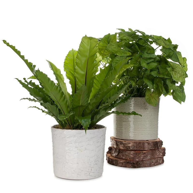 Birdsnest Beauty Planter