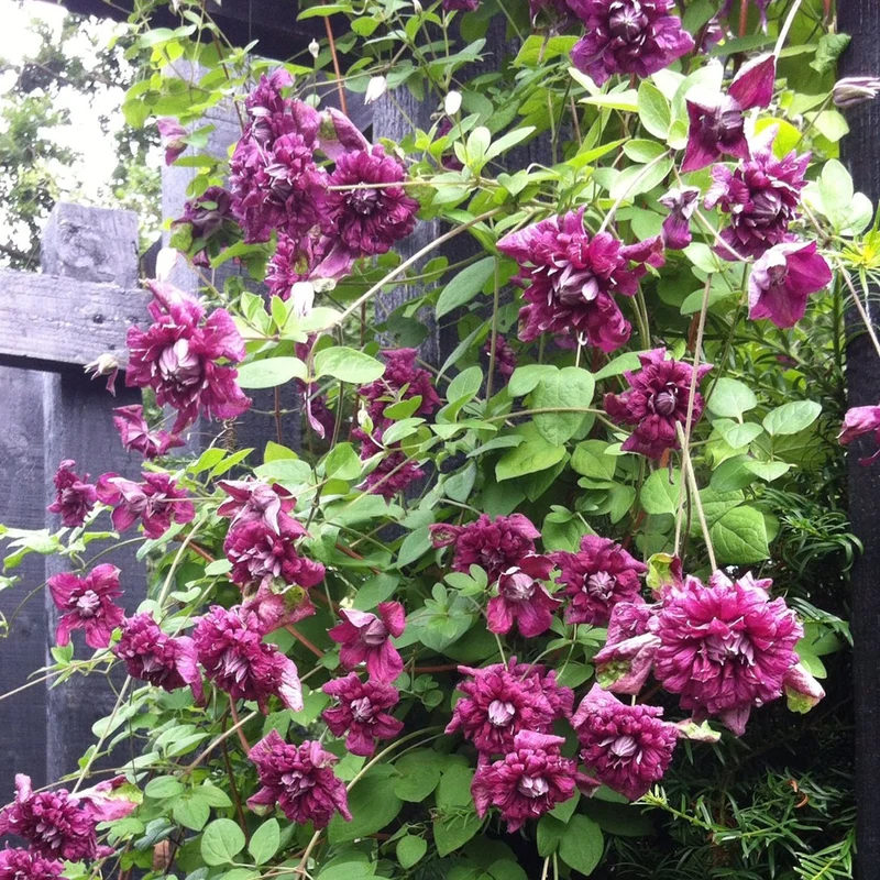 Waldrebe 'Plena Elegans'