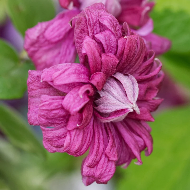 Waldrebe 'Plena Elegans'