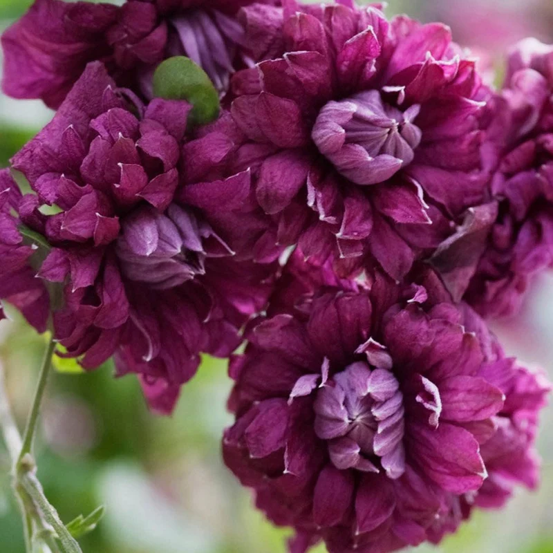 Waldrebe 'Plena Elegans'