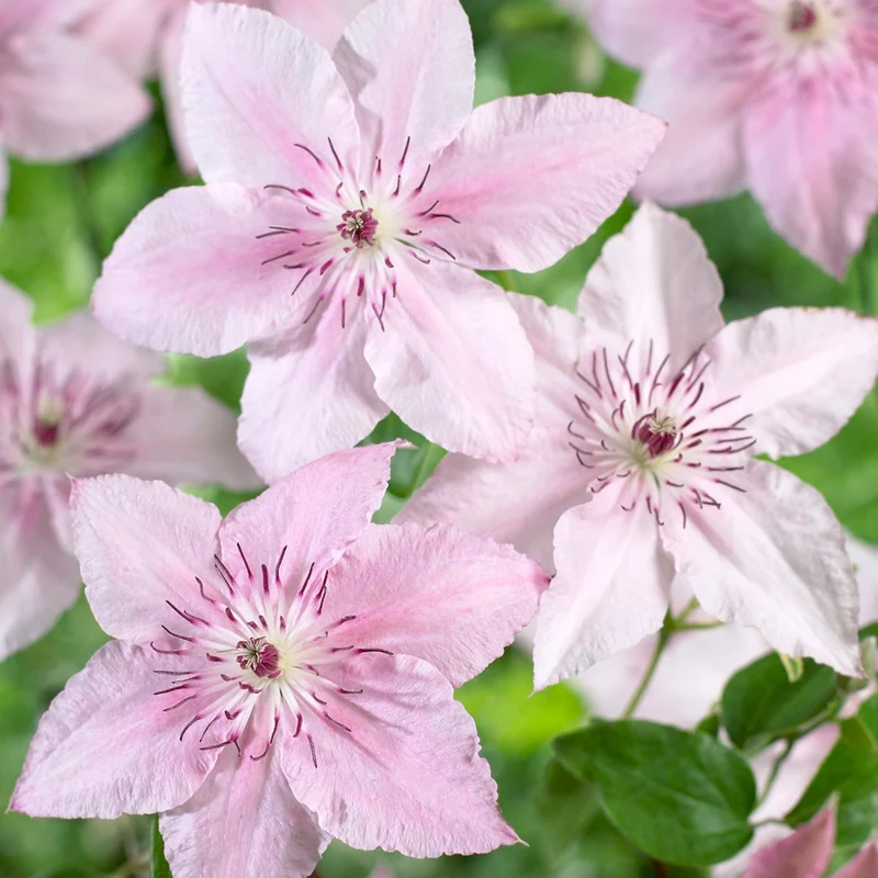Waldrebe 'Pink Fantasy'