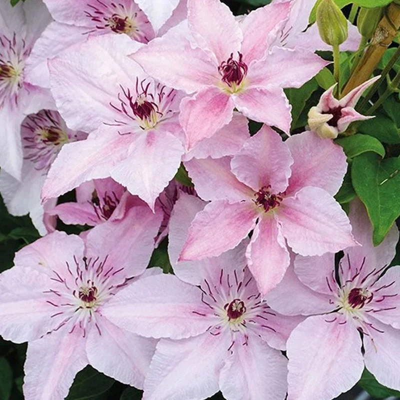 Waldrebe 'Pink Fantasy'