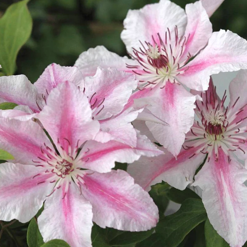 Waldrebe 'Pink Fantasy'