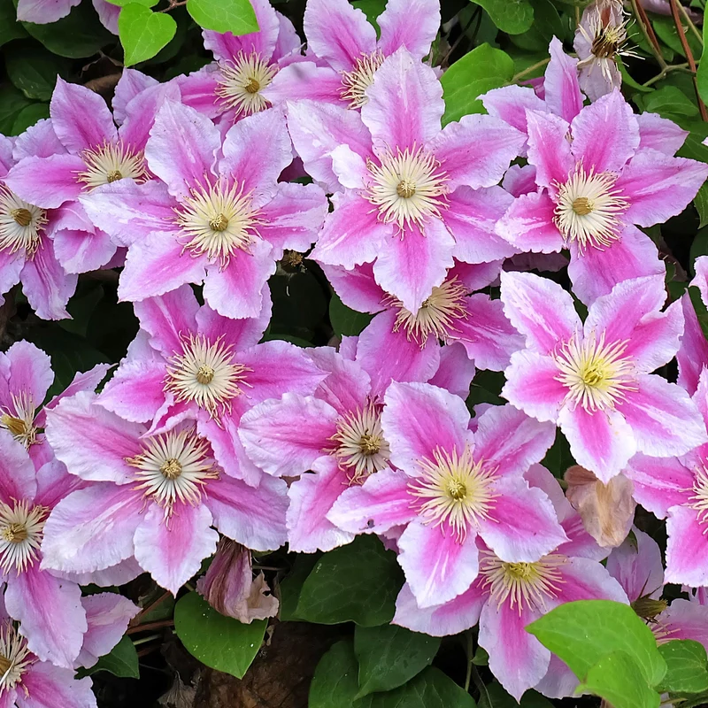 Waldrebe 'Piilu'