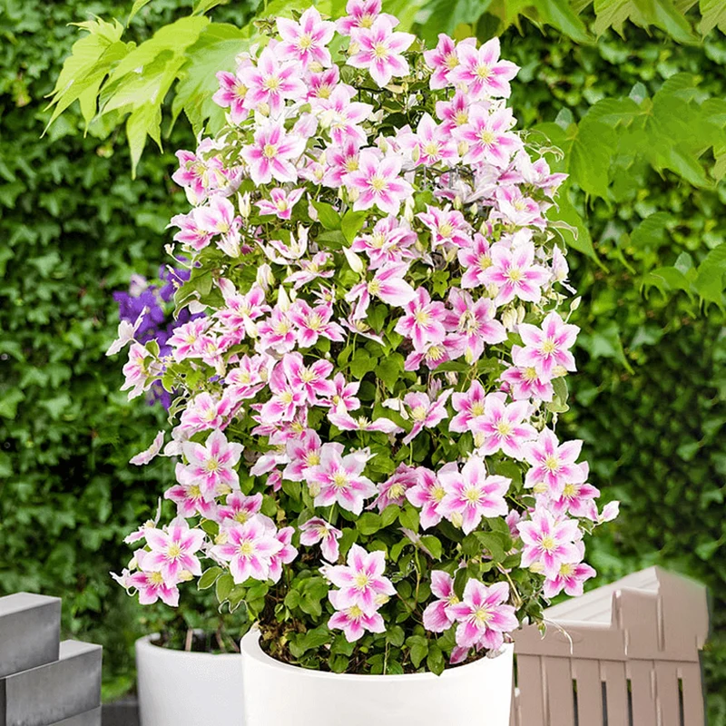 Waldrebe 'Piilu'