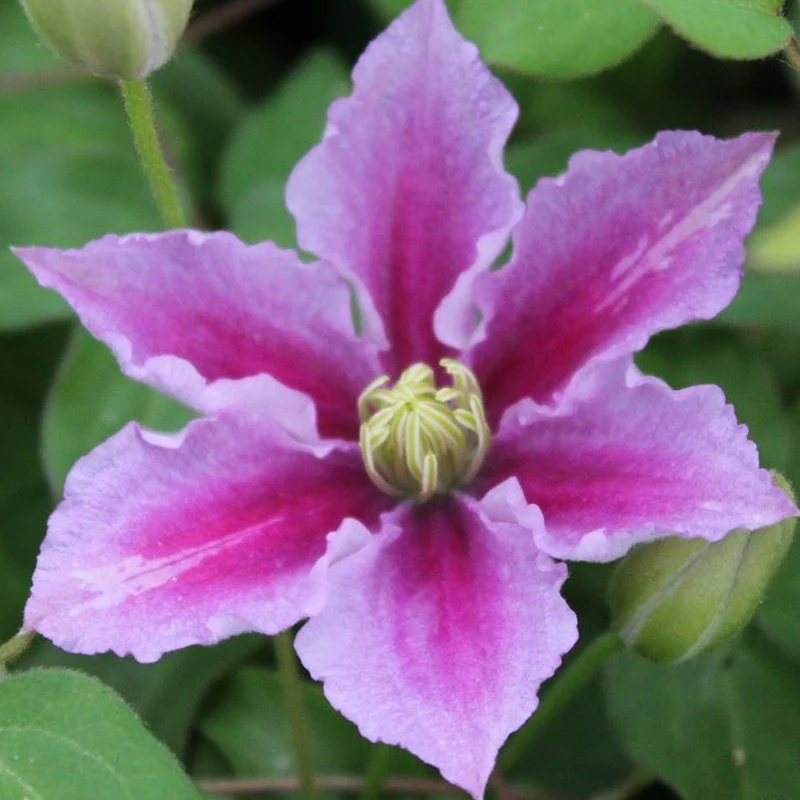 Waldrebe 'Piilu'