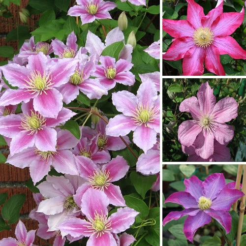 Waldrebe 'Pink'