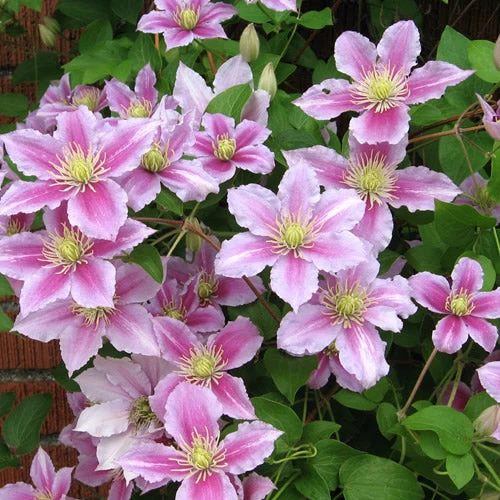 Waldrebe 'Pink'