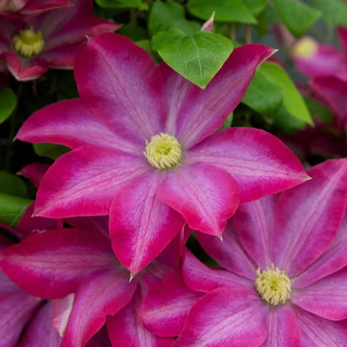 Waldrebe 'Pink'