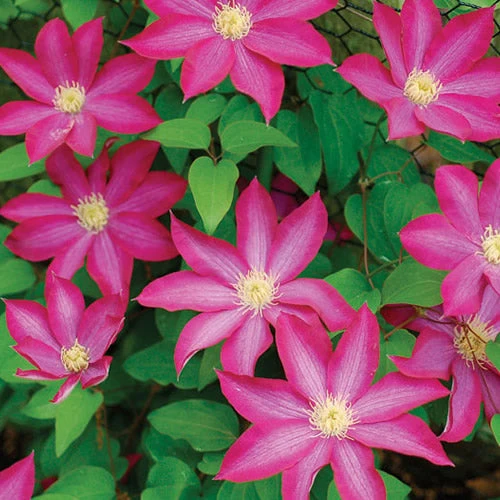 Waldrebe 'Pink'