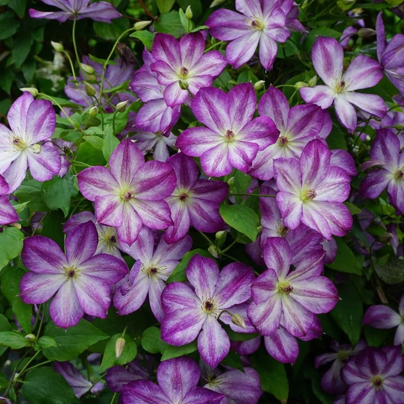 Waldrebe 'Pernille'