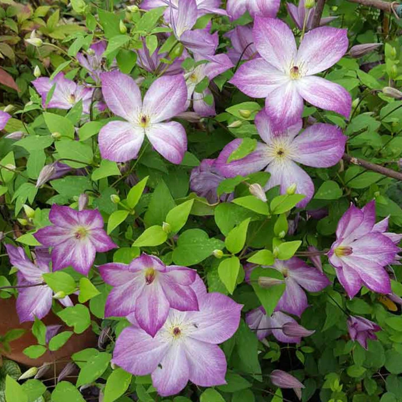 Waldrebe 'Pernille'