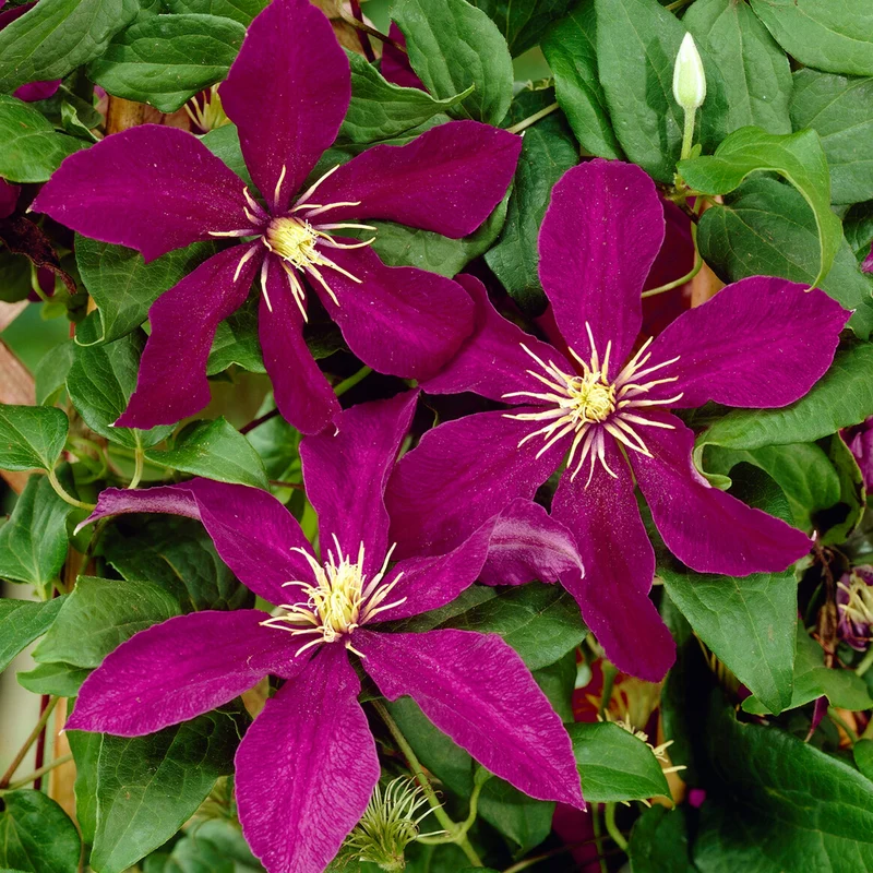 Waldrebe 'Niobe'