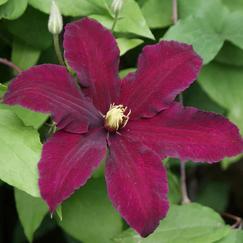 Waldrebe 'Niobe'