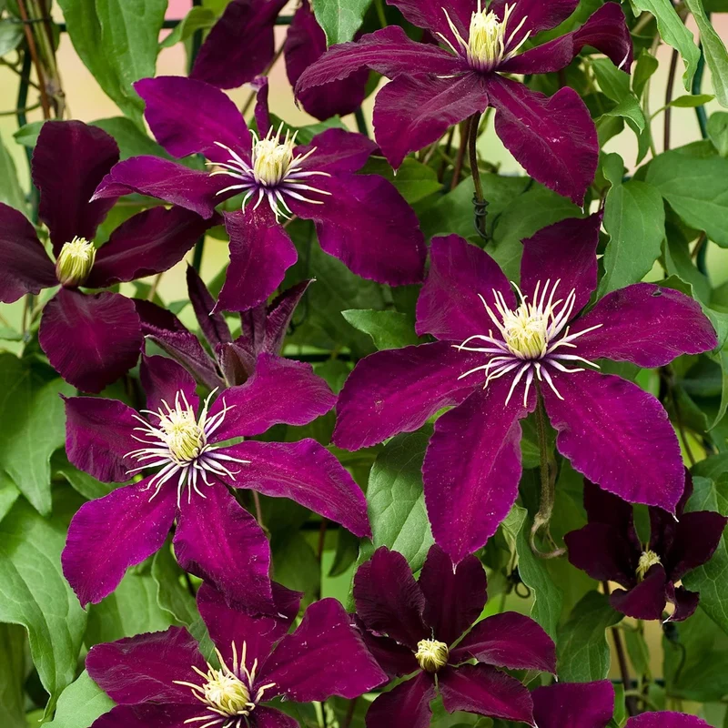 Waldrebe 'Niobe'