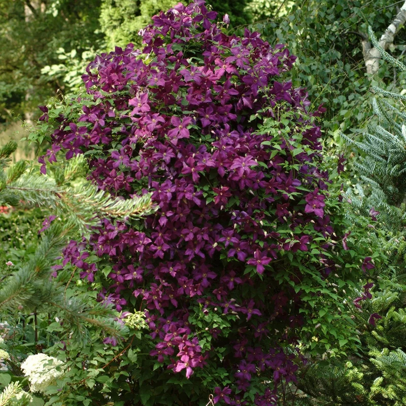 Waldrebe 'Niobe'