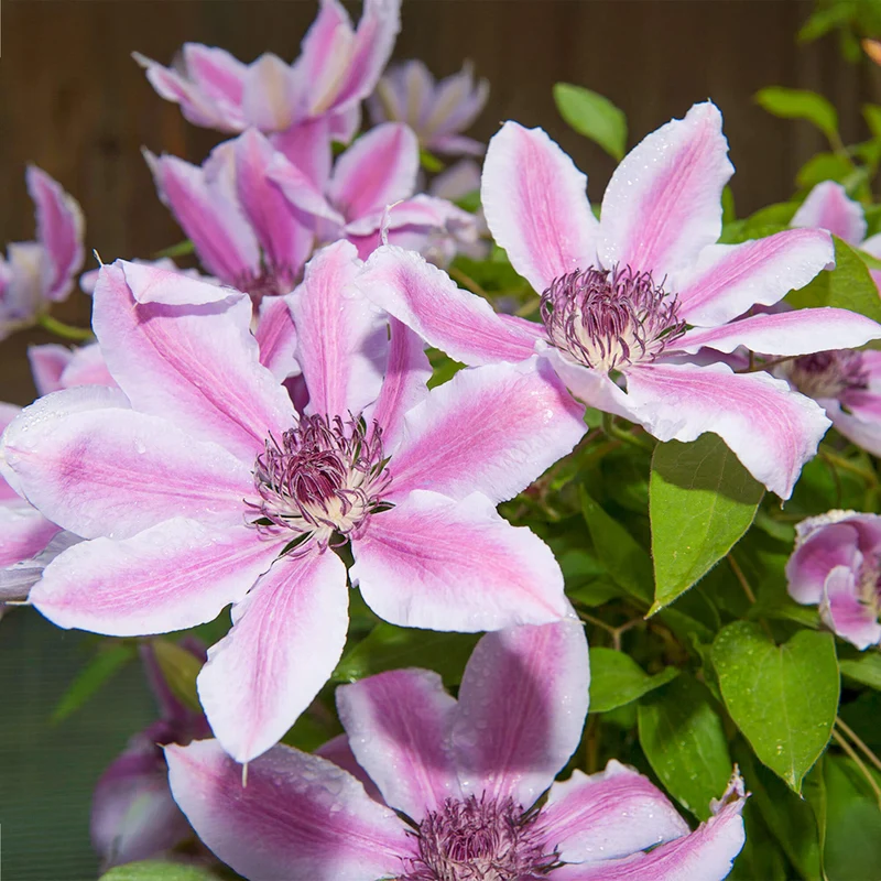 Waldrebe 'Nelly Moser'