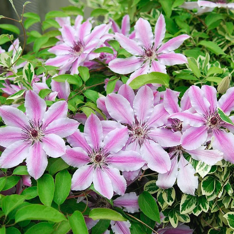 Waldrebe 'Nelly Moser'