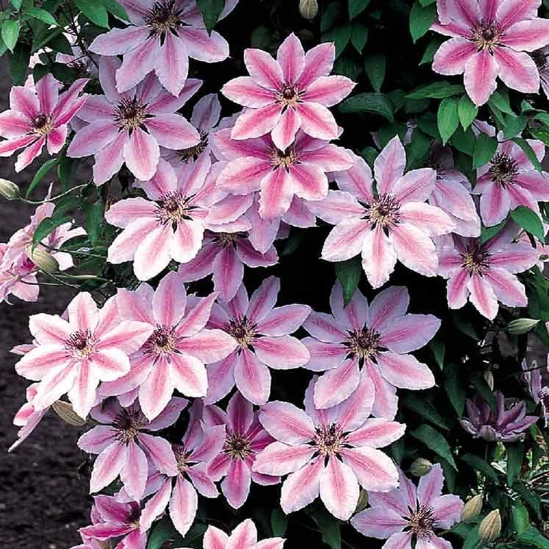 Waldrebe 'Nelly Moser'