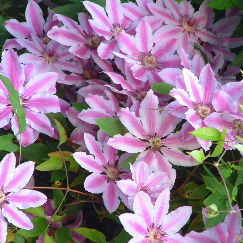Waldrebe 'Nelly Moser'