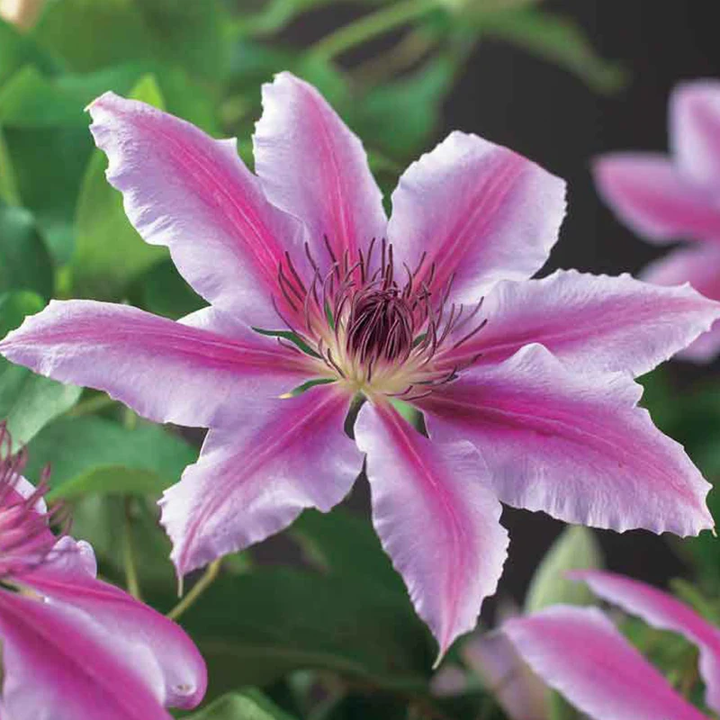 Waldrebe 'Nelly Moser'
