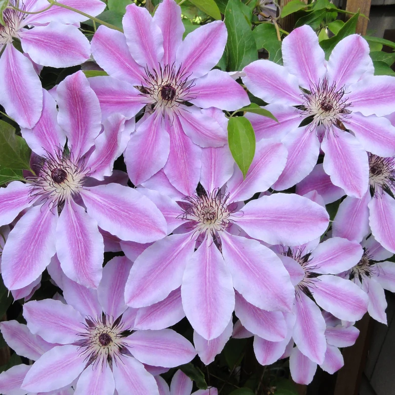 Waldrebe 'Nelly Moser'