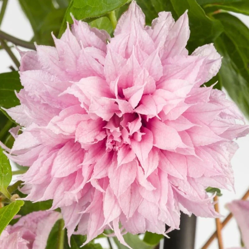 Waldrebe 'Multi Pink'