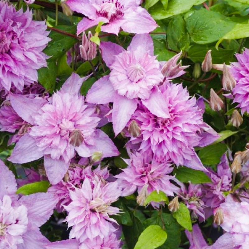 Waldrebe 'Multi Pink'