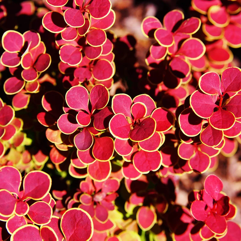 Berberitze 'Orange Sunrise'