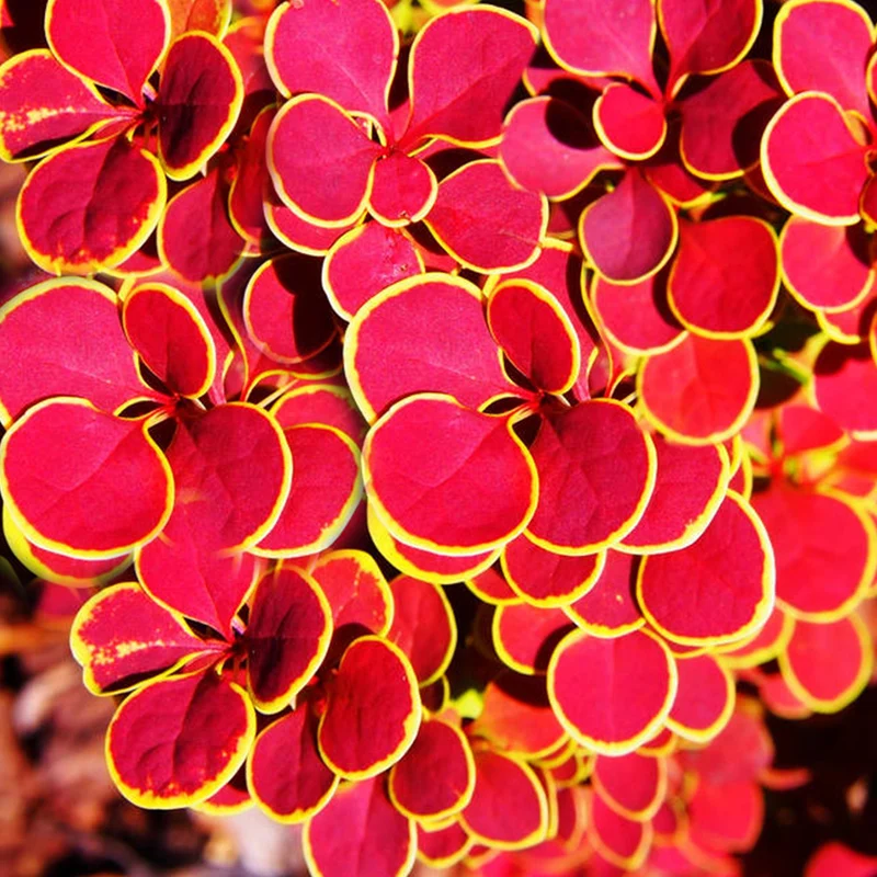 Berberitze 'Orange Sunrise'