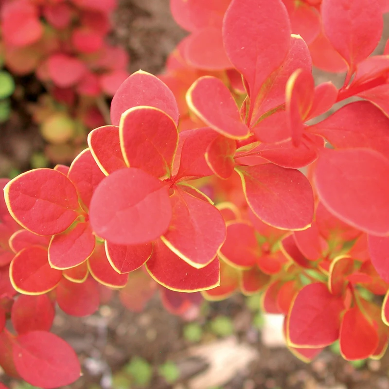 Berberitze 'Orange Sunrise'