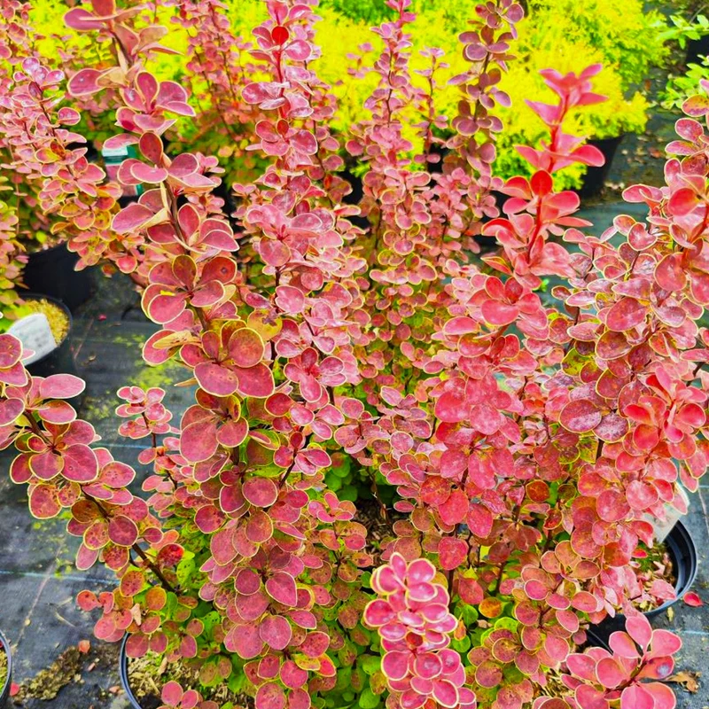 Berberitze 'Orange Sunrise'