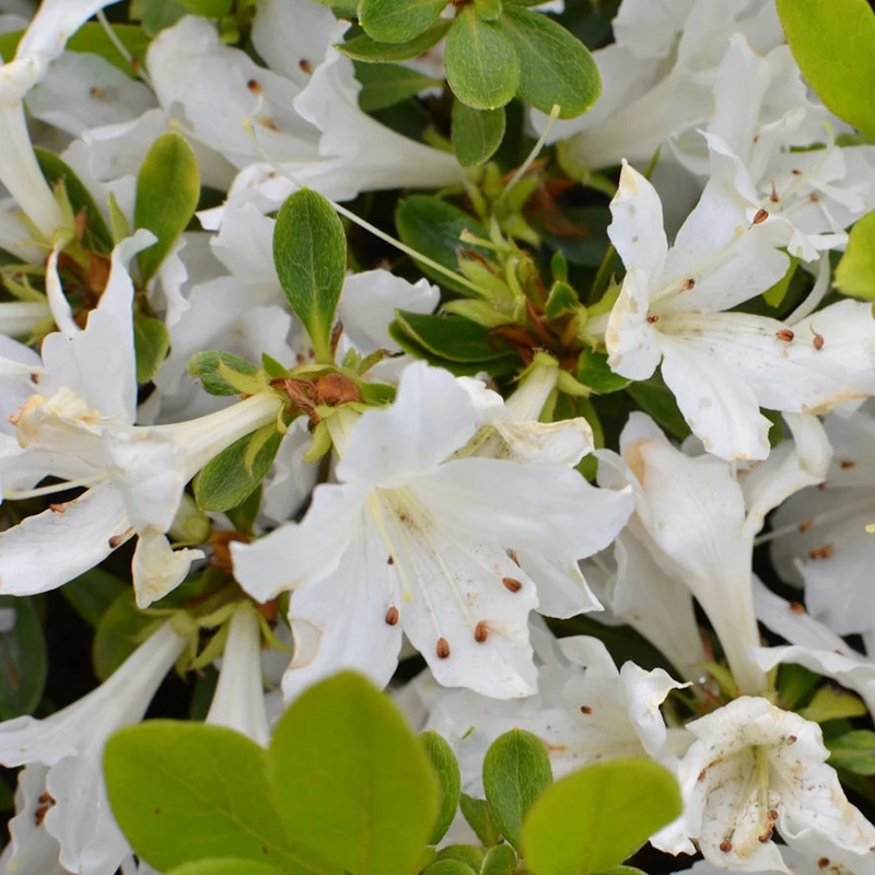 Japanische Azalee 'White'