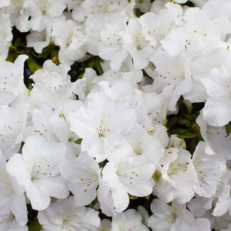 Japanische Azalee 'White'