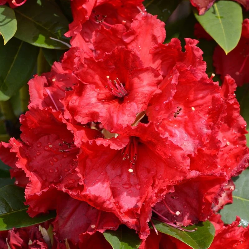 Japanische Azalee 'Red'