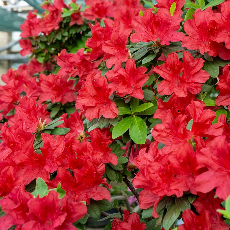 Japanische Azalee 'Red'