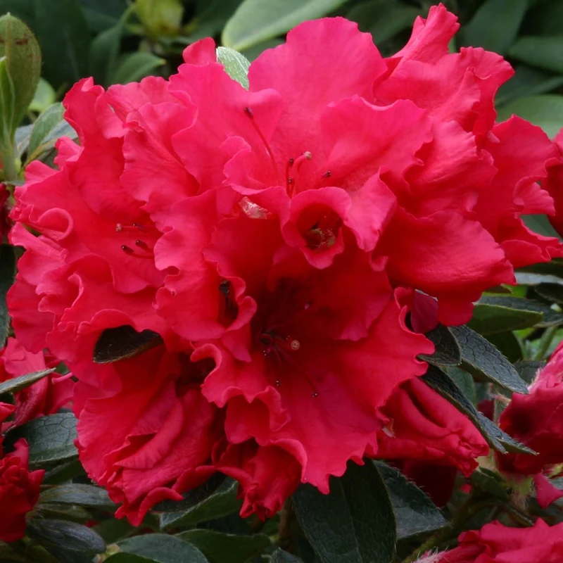 Japanische Azalee 'Red'