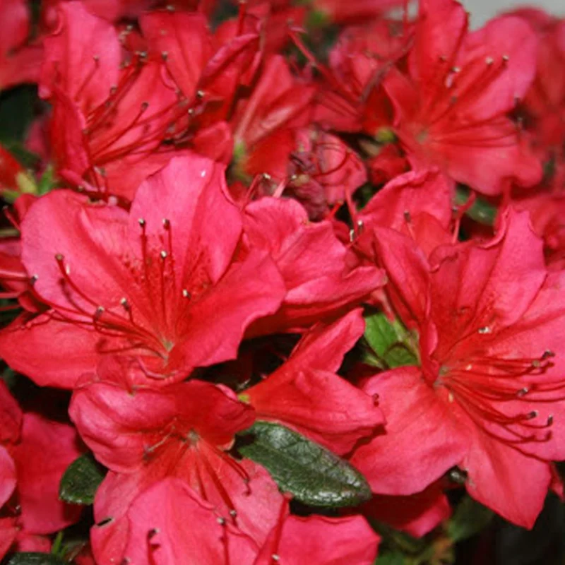 Japanische Azalee 'Red'